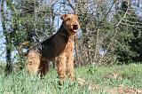 AIREDALE TERRIER 096